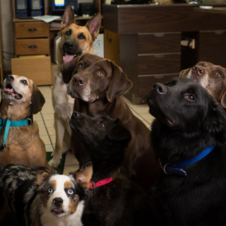A large group of different colored dogs looking up at a vet in Morrilton Veterinary Clinic in Morrilton, AR