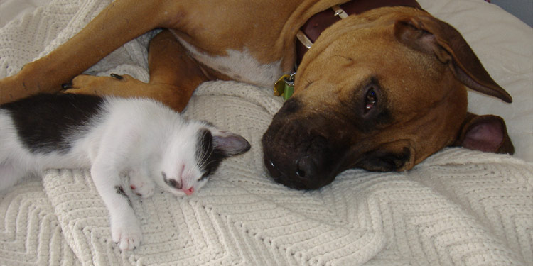 A large brown and black dog laying on a bed next to a small white and black cat
