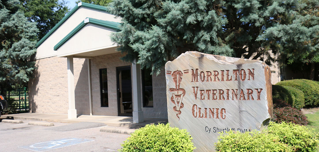 Outside of Morrilton Veterinary Clinic stone building next to landscaped trees and bushes in Morrilton, AR