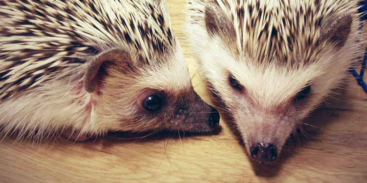 Two hedgehogs laying next to one another on a wooden table