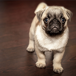 A miniture pug with light fur and a black face standing on brown hardwood floor