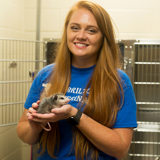 Kristen O’Brien, veterinary assistant at Morrilton Veterinary Clinic holding a small gray hedgehog in Morrilton, AR